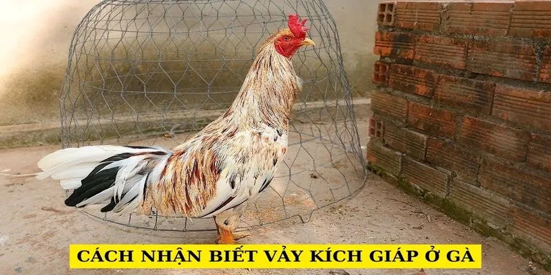 Cách nhận biết vảy kích giáp ở gà