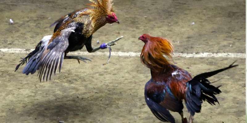 Đánh giá sức chiến của gà mang vảy kích giáp