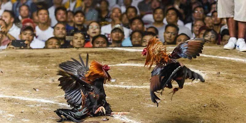 Những tử huyệt mà chiến kê thường nhắm tới