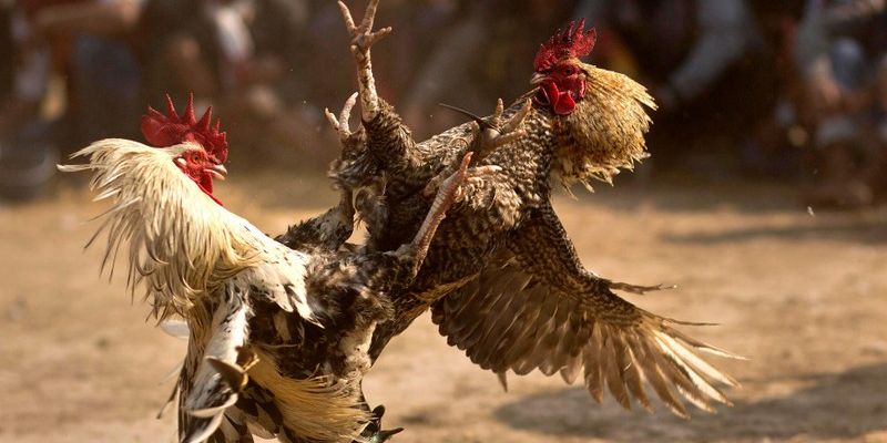 Những thế gà đá đòn độc nguy hiểm nhất