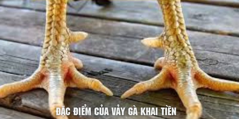 Đặc điểm nhận biết vảy khai tiền dành cho sư kê