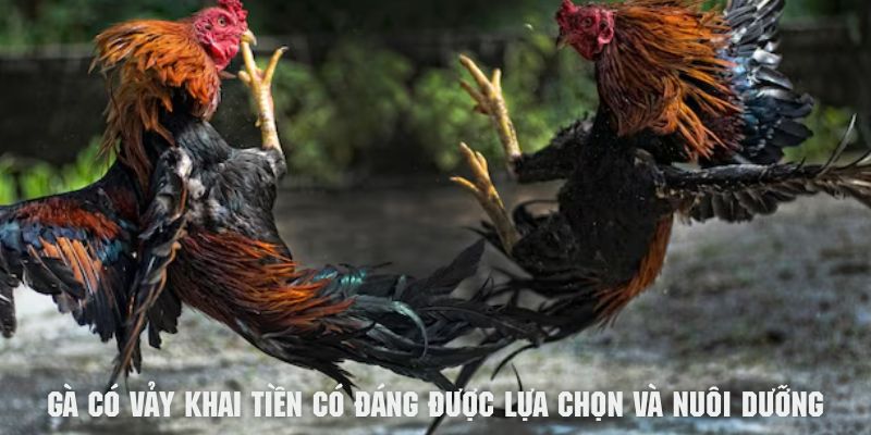 Gợi ý cách nhận biết vày gà tốt